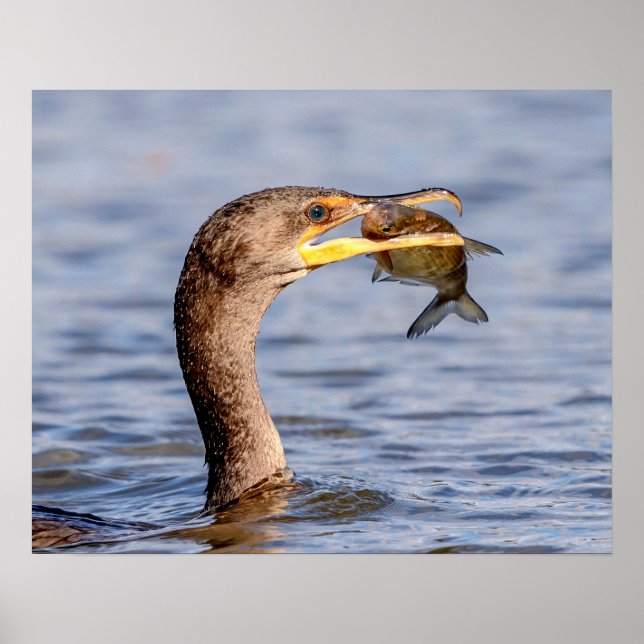 Kormoran mit Fisch Poster (Vorne)