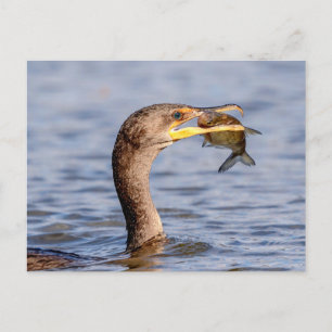 Kormoran mit Fisch Postkarte