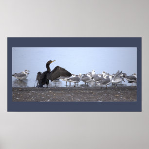 Kormoran mit Möwen Poster