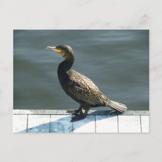 Kormoran Postkarte (Vorderseite)