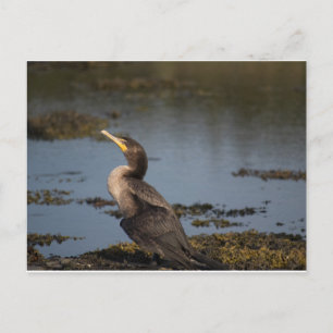 Kormoran Postkarte
