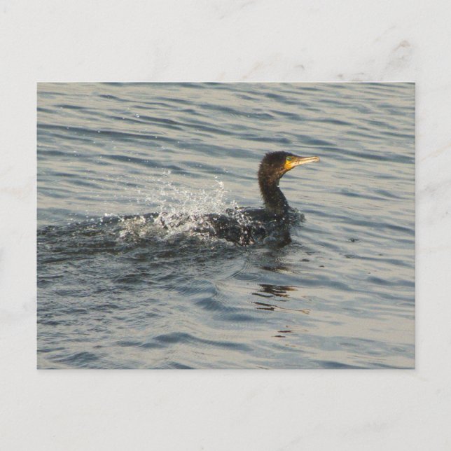 Kormoran Postkarte (Vorderseite)