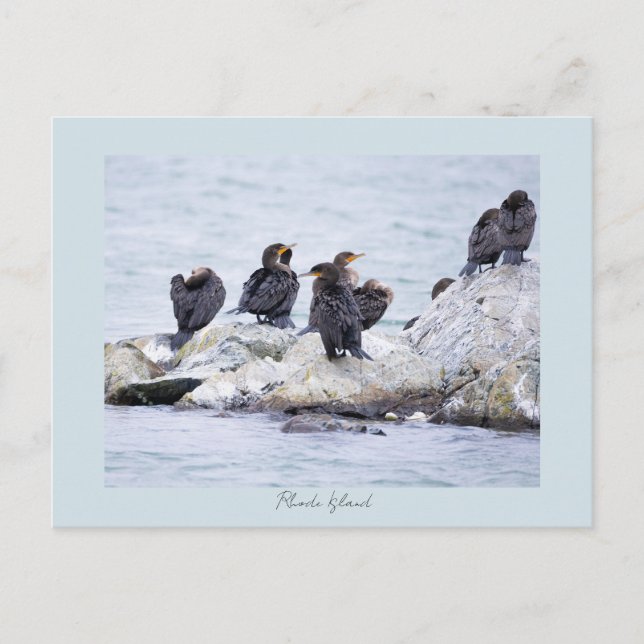 Kormorane Rhode Island Postkarte  (Vorderseite)