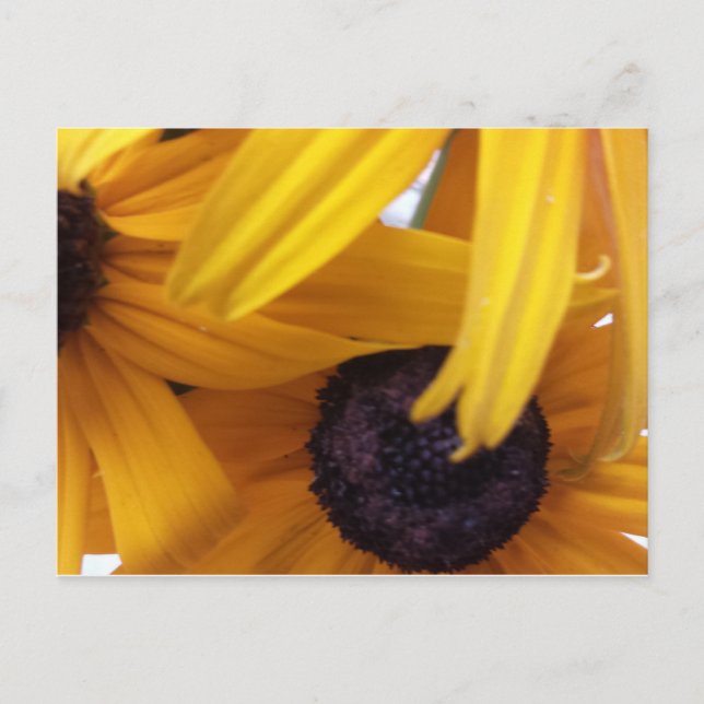 Kornblume 1 postkarte (Vorderseite)