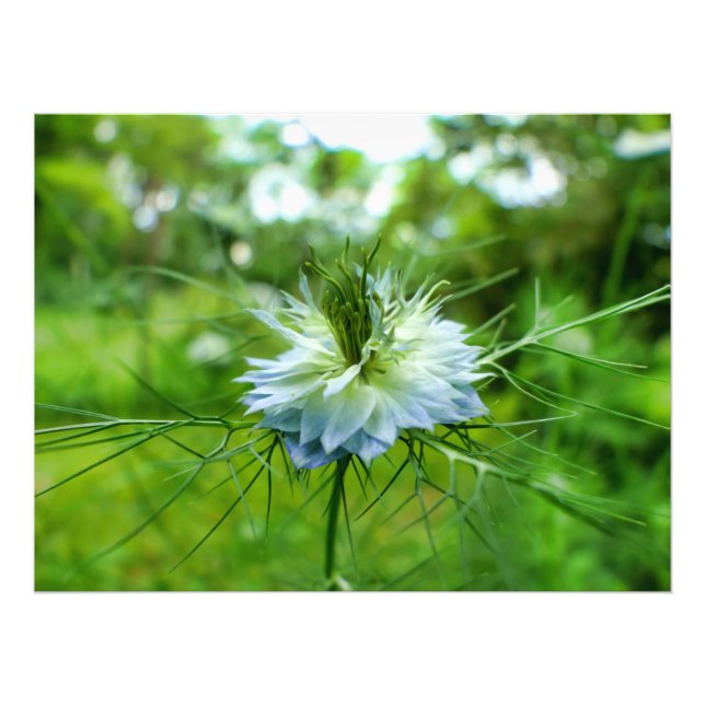 Kornblume Fotodruck (Vorne)
