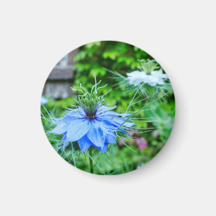 Kornblume Magnet