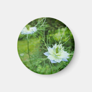Kornblume Magnet