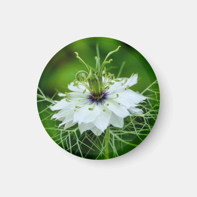 Kornblume Magnet (Vorne)