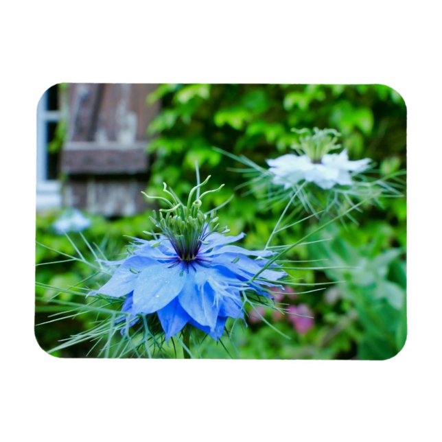 Kornblume Magnet (Horizontal)