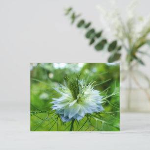 Kornblume Postkarte