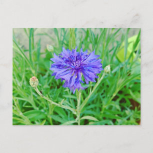 Kornblume Postkarte