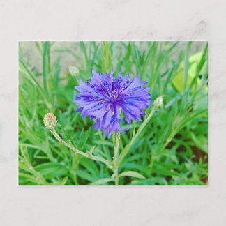 Kornblume Postkarte