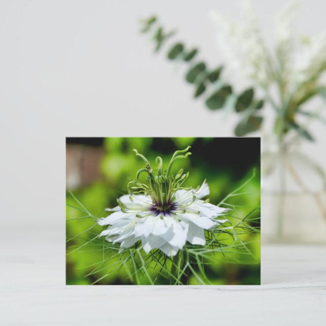 Kornblume Postkarte (Stehend Vorderseite)