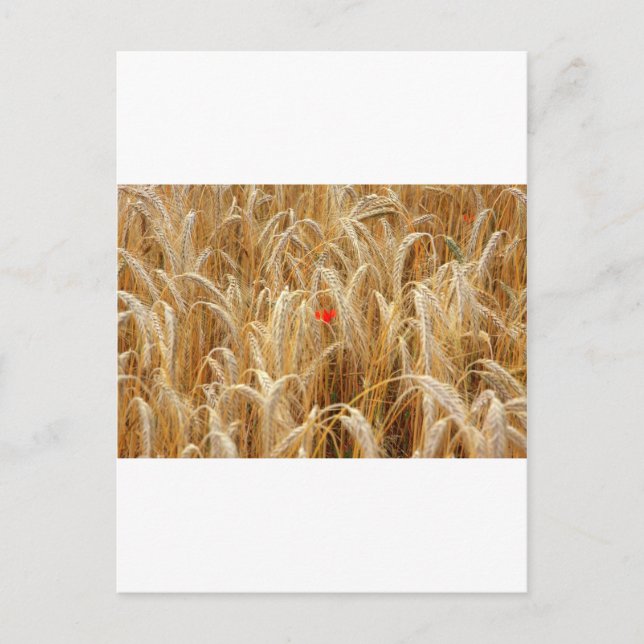 Kornblume Postkarte (Vorderseite)