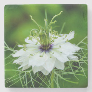 Kornblume Steinuntersetzer