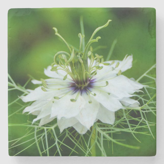 Kornblume Steinuntersetzer (Vorderseite)