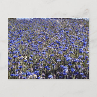 Kornblumen Postkarte