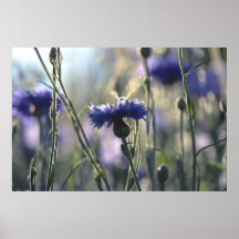 Kornblumen Sommerabend Wiese