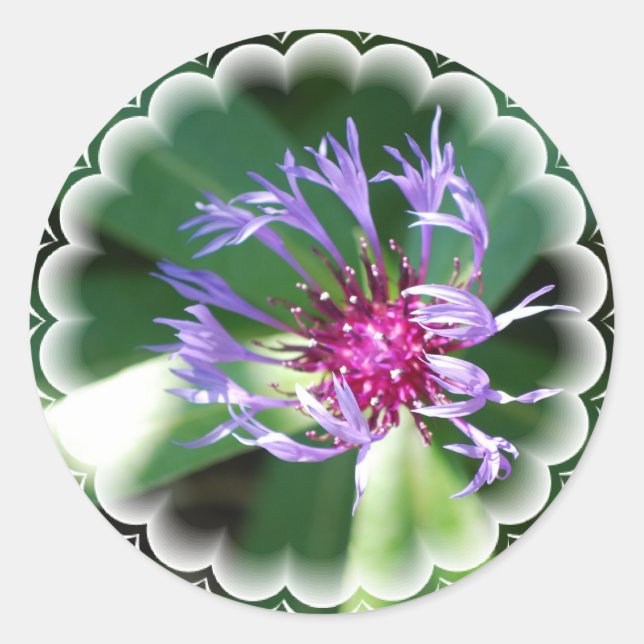 Kornblumenaufkleber Runder Aufkleber (Vorderseite)