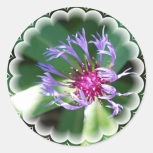 Kornblumenaufkleber Runder Aufkleber