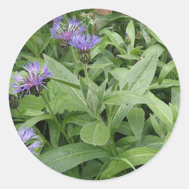 Kornblumenaufkleber Runder Aufkleber (Vorderseite)