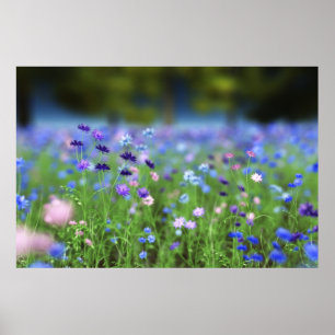 Kornblumenblauer Druck Poster