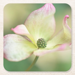 Kornelkirsche Kousa der Hartriegel-Blüten- Rechteckiger Pappuntersetzer