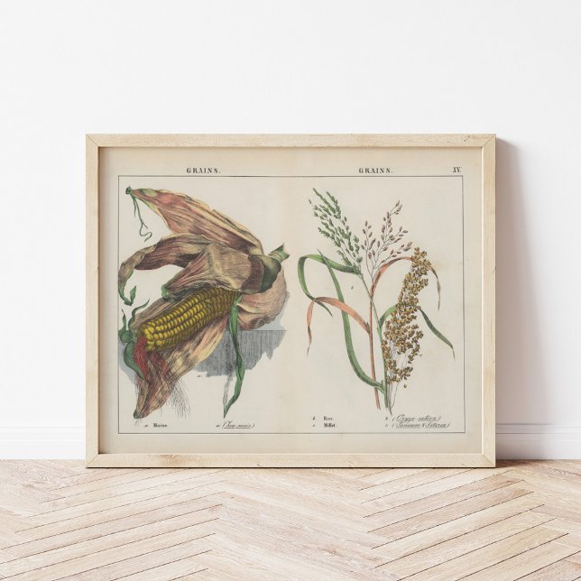 Körner | Charlotte Mary Yonge Poster (Von Creator hochgeladen)