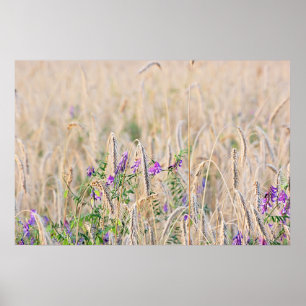 Körnerplakat Poster
