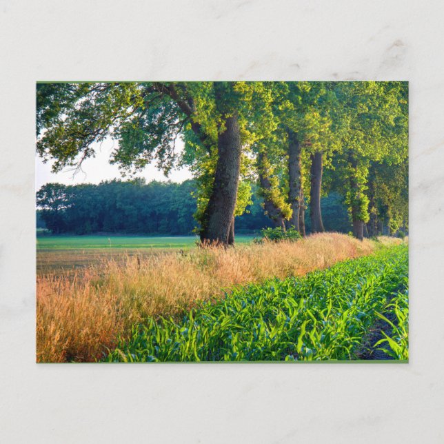 Kornfeldrand Postkarte (Vorderseite)