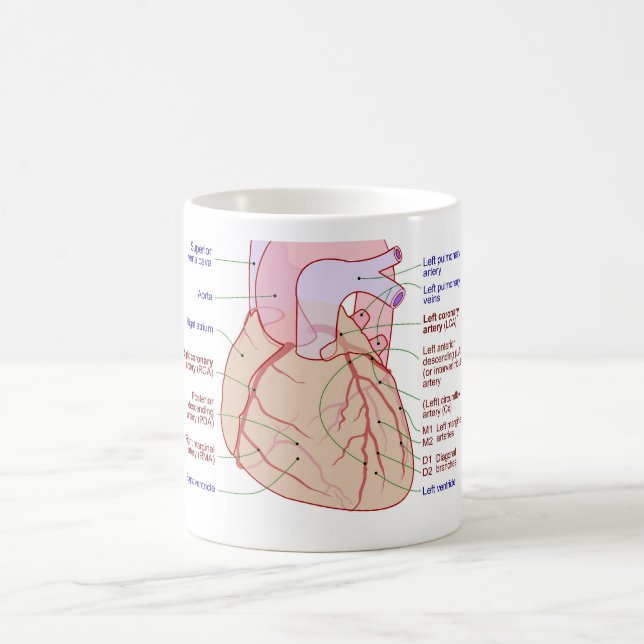 Koronare Arterien Umlaufdiagramm des menschlichen  Kaffeetasse (Mittel)