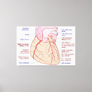 Koronare Arterien Umlaufdiagramm des menschlichen Leinwanddruck