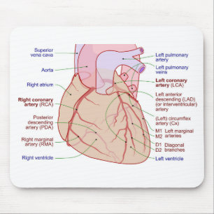 Koronare Arterien Umlaufdiagramm des menschlichen  Mousepad
