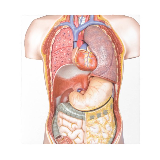 Körpermodell des Menschen mit weißlich abgeschiede Notizblock (Vorderseite)