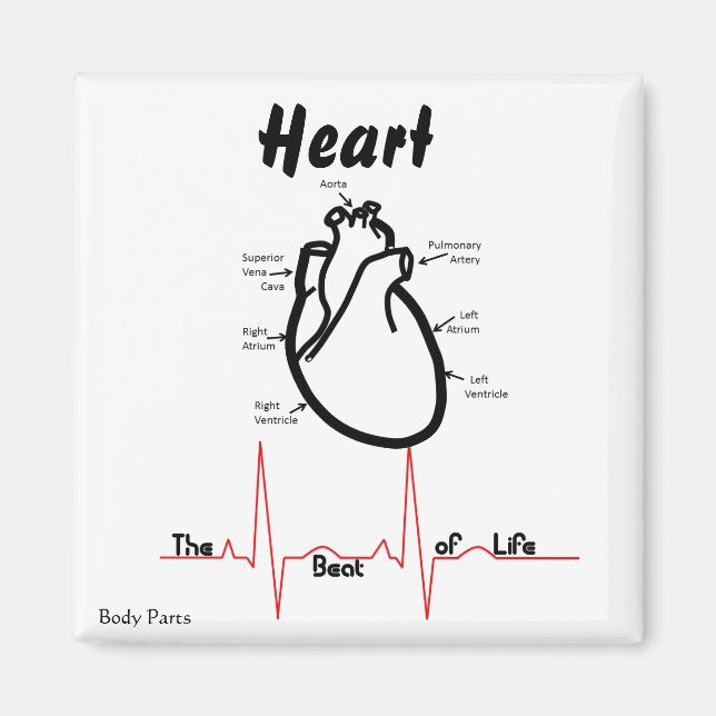 Körperteile — menschliches Herz Magnet (Vorne)
