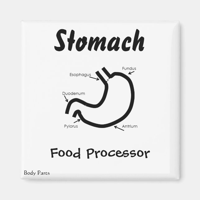 Körperteile — menschliches Magen Magnet (Vorne)