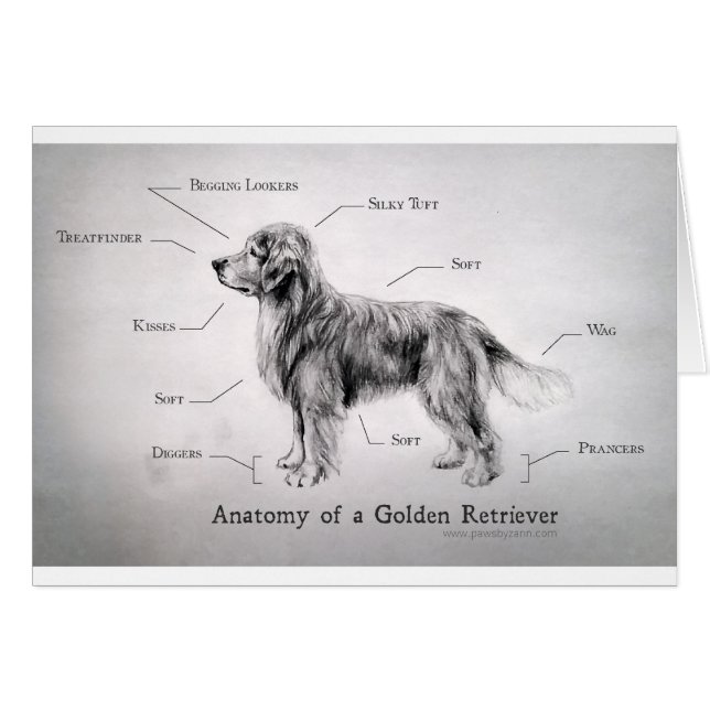 Korrekte Anatomie eines golden retriever [lustig] (Vorderseite (Horizontal))