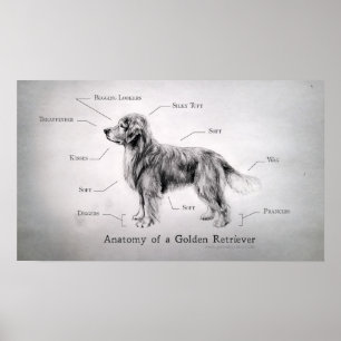 Korrigieren der Anatomie eines Goldenen Retriever Poster