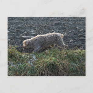 Korthals Griffon - Tsjip durch das Land Postkarte