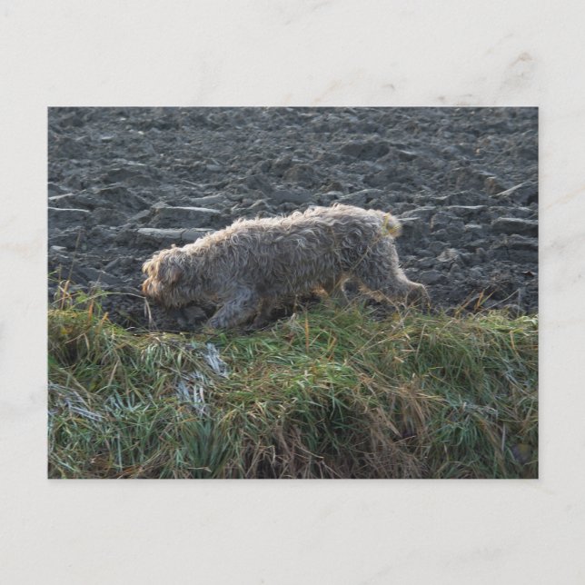 Korthals Griffon - Tsjip durch das Land Postkarte (Vorderseite)