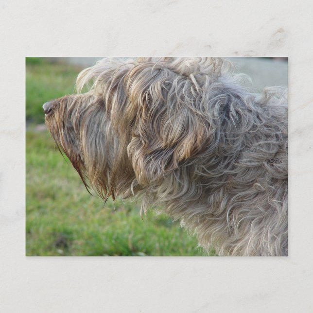 Korthals Griffon - Tsjip riecht Geflügel Postkarte (Vorderseite)