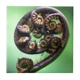 Koru entfaltendes Farnblatt Fliese