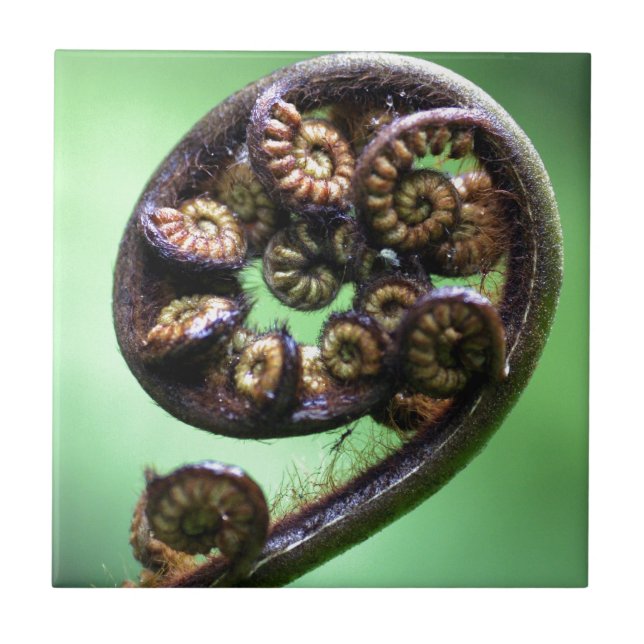 Koru entfaltendes Farnblatt Fliese (Vorderseite)