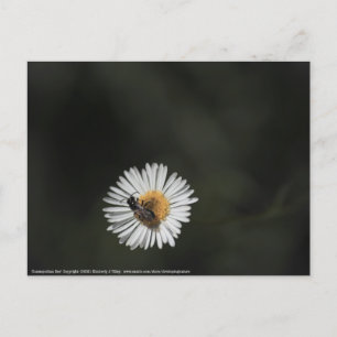 Kosmopolitische Biene Postkarte