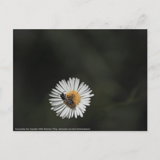 Kosmopolitische Biene Postkarte (Vorderseite)