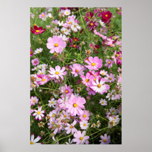 Kosmos-Blume (Bidens Formosa). Kirkwood Poster