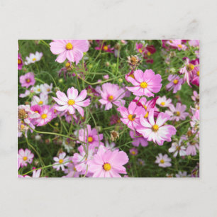 Kosmos-Blume (Bidens Formosa). Kirkwood Postkarte