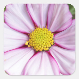 Kosmos-Blume (Bidens formosa) Quadratischer Aufkleber