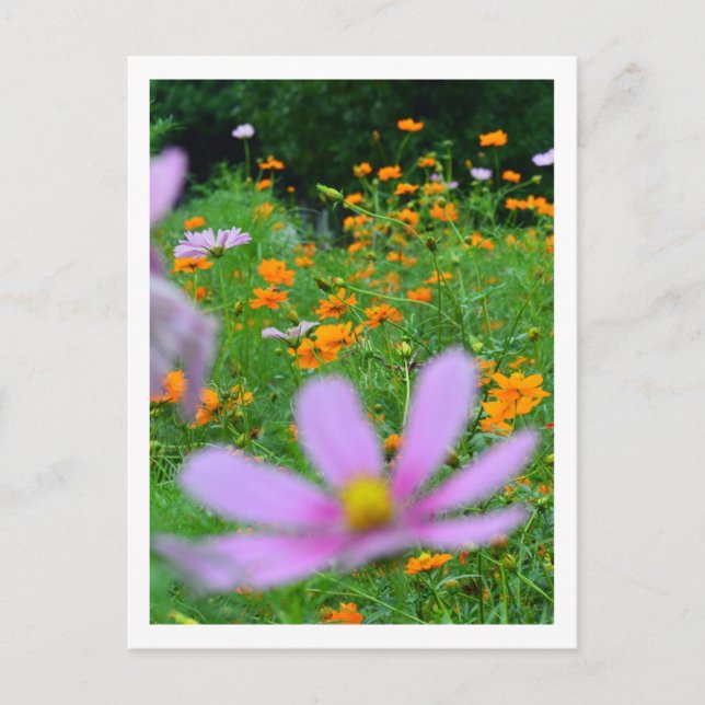 Kosmos-Blume: Japan Postkarte (Vorderseite)