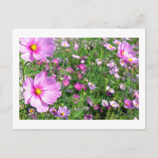 Kosmos-Blume: Japan Postkarte